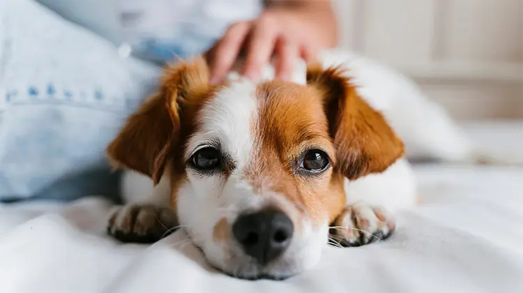 Ny AI-chattbot ska hjälpa hundägare tolka sjukdomssymptom